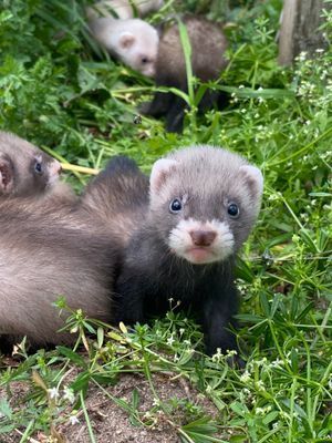 Bo på en gård med Djur - Bild 11