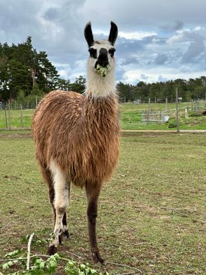 Bo på en gård med Djur