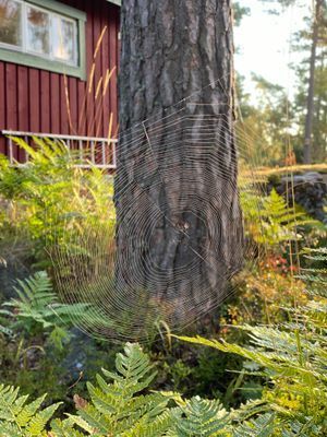 Skärgårdsidyll nära Stockholm – natur och hav! - Bild 39