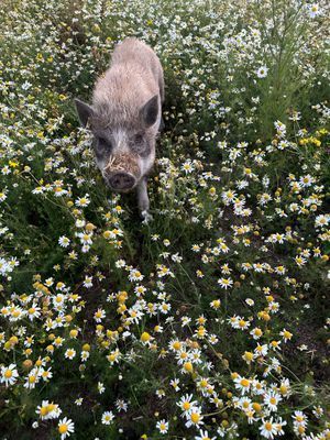 Bo på en gård med Djur - Bild 14