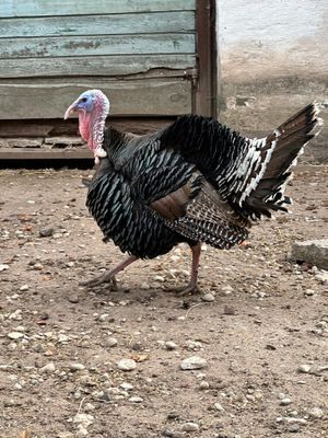 Bo på en gård med Djur - Bild 13