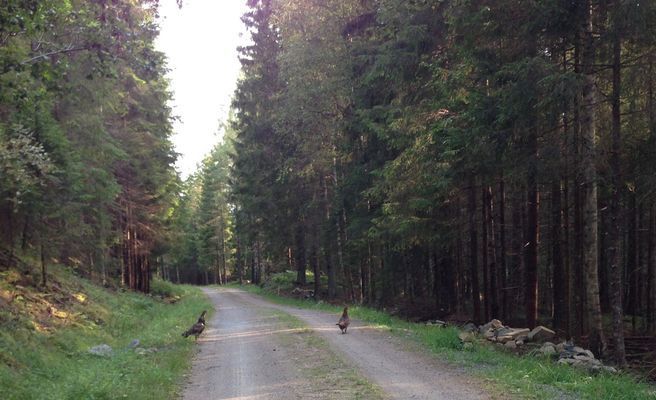 Hemtrevligt hus mitt i skogen nära egen sjö - Bild 18