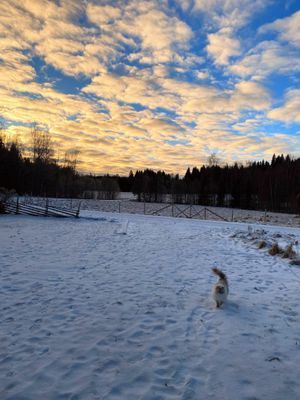 Mysig stuga på landet, 4-6 bäddar, hund välkommen - Bild 41