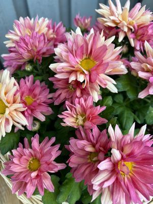 Fräscht radhus i lugnt område i södra Visby - Bild 14