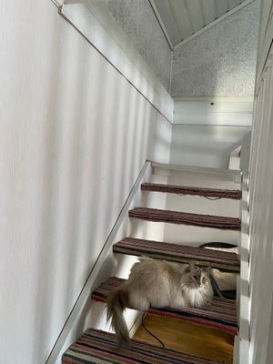Mysig stuga på landet, 4-6 bäddar, hund välkommen - Bild 26