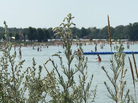 Öland, superläge Köpingsviks strand - Bild 23