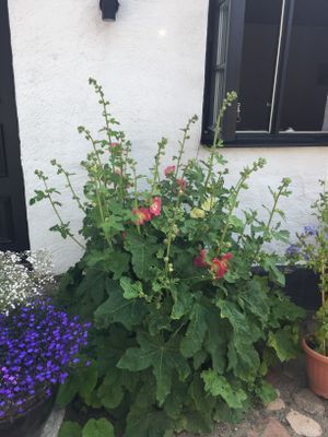 Bild 3 på Österlendröm mellan Borrby och Borrbystrand