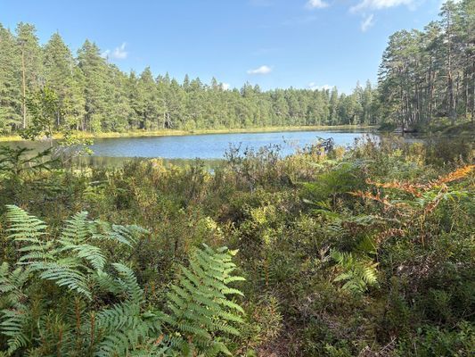Sjönära gästhus i Verveln – bad 100 m bort - Bild 11