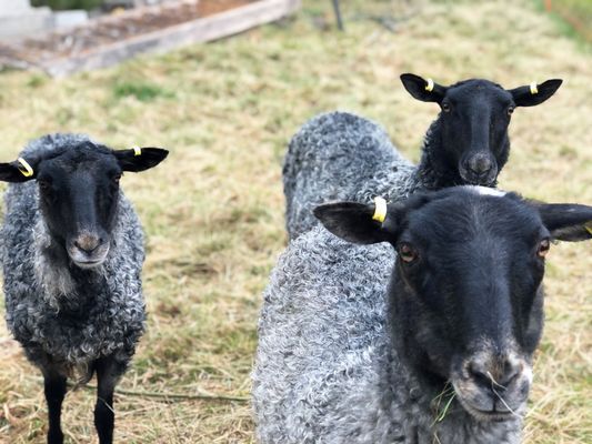 Charmig boende på lantlig gård |SE02059 - Bild 20