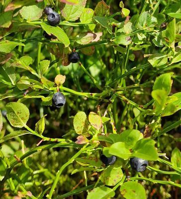 Kombinera Stockholm och njut av naturen - Bild 16