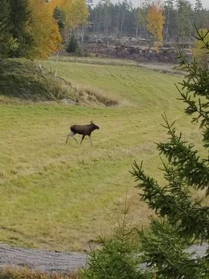 Charmig stuga med naturen runt husknuten | SE08008 - Bild 9