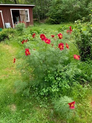Sommarhus i Möklinta - Bild 21