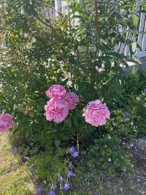 Dalsala Bullandö. Soligt läge nära bad och natur - Bild 34