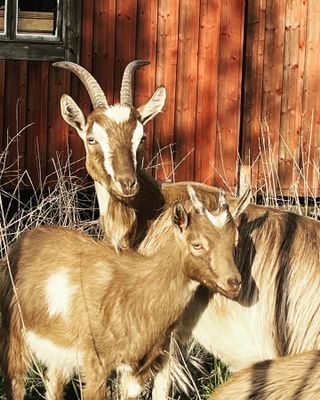 Stuga/övernattning/boende på lantgård - Bild 13