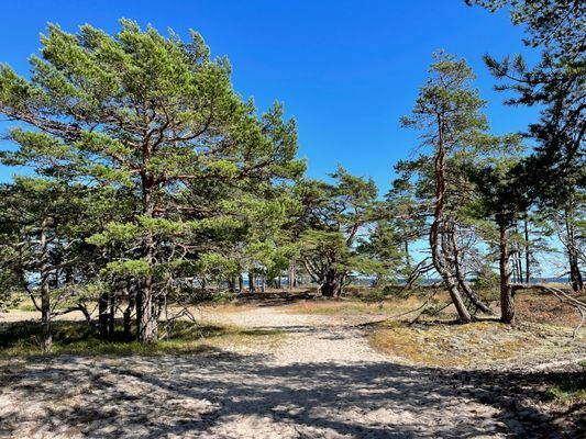 Jokkes sommarstuga på Norra Öland (Böda bukten) - Bild 6