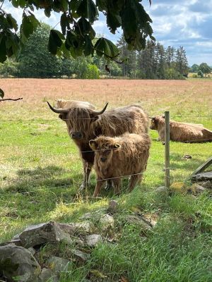 Sommarhus nära bad och golf på Skäret/Kullahalvön - Bild 14