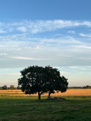 Sommarhus nära bad och golf på Skäret/Kullahalvön - Bild 13