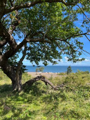 Sommarhus nära bad och golf på Skäret/Kullahalvön - Bild 15