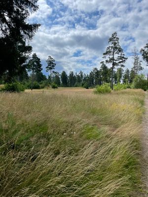 Mysig stuga i skärgården vid Figeholm - Bild 20