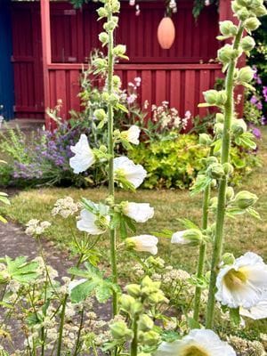 Mysigt hus i kyrkby nära Vänern - Bild 44