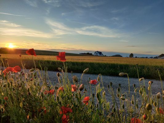 Hus på Österlen - Bild 9