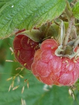 Charmigt torp på Tjörn med badtunna - Bild 33