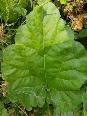 Charmigt torp på Tjörn med badtunna - Bild 38