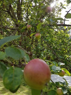 Charmigt torp på Tjörn med badtunna - Bild 39