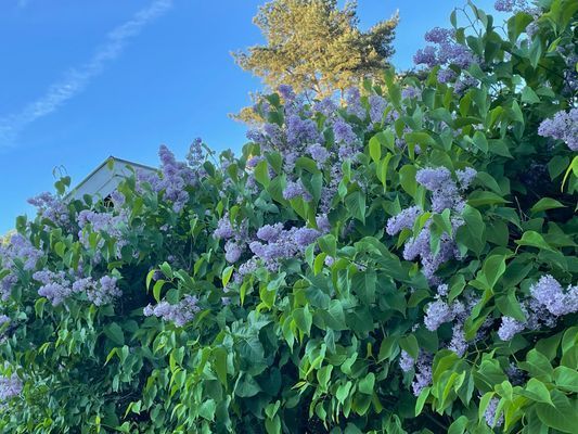 Charmigt torp på Tjörn med badtunna - Bild 37