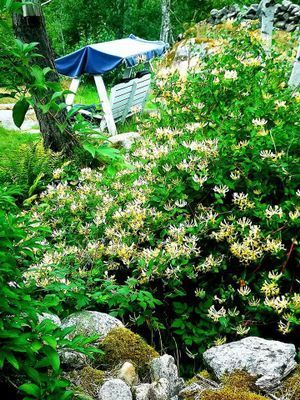 Charmigt torp på Tjörn med badtunna - Bild 32