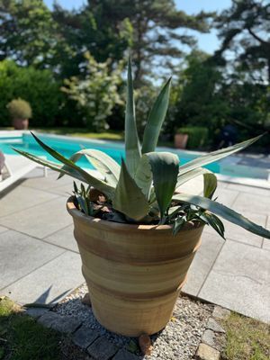 Mysigt gästhus med pool i Höllviken