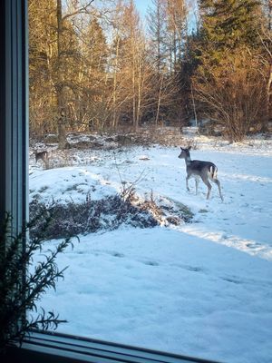 Sportlov i skärgården, bastu, brasa och snöglädje - Bild 22