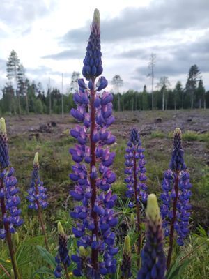 Magisk stuga i med utsikt över Fulufjället - Bild 33