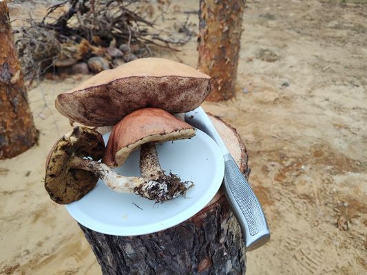 Magisk stuga i med utsikt över Fulufjället - Bild 37