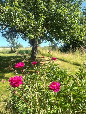 Semesterstuga på fantastiska Öland! - Bild 14
