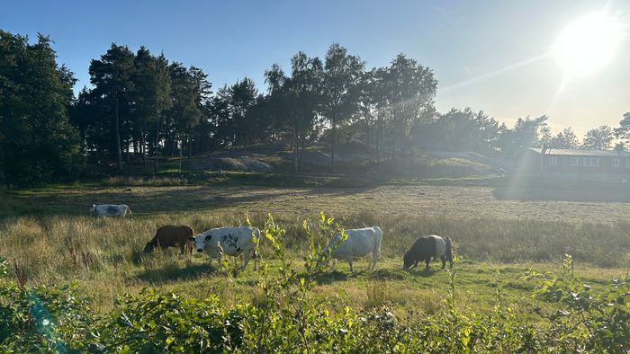 Kossor (och hästar) finns i hagarna nära huset.