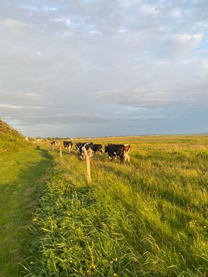 Första parkett mot havet och strandängarna - Bild 34