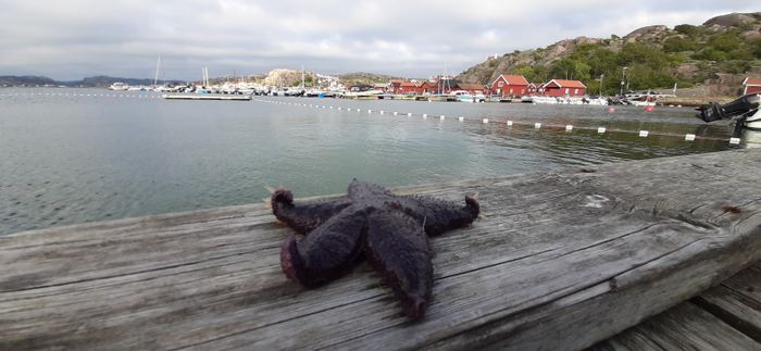 Hus centralt Bovallstrand - Bild 22