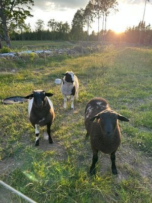 Liten gård - Bild 7