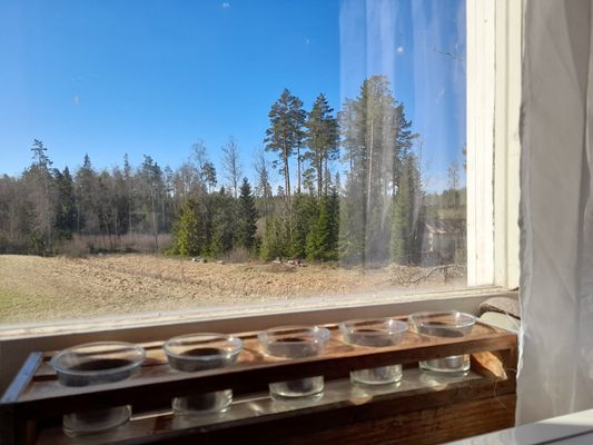 Stuga med härligt läge omgärdad av skog nära badsj - Bild 16