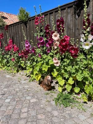 Hyr denna stuga i Visby på 25 m². 2-4 sängplatser. 8 000 - 11 000 kr per vecka. Se bilder och tillgänglighet här.