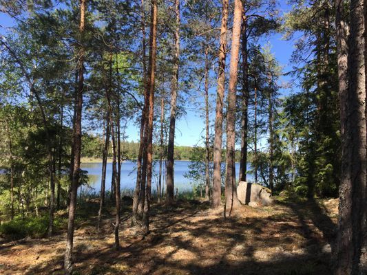 Vid Tången