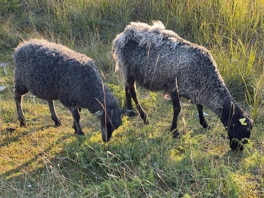 Trevlig lägenhet innanför ringmuren i Visby - Bild 13