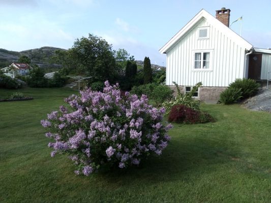 Gaveln på huset med blommande syren
