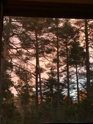 Stuga i tallskog mitt på Gotland - Bild 10