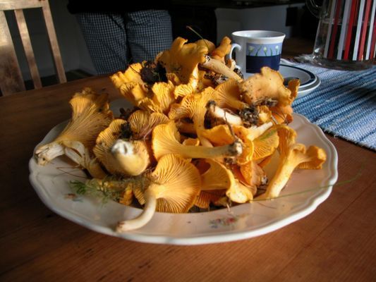 Avskild stuga i vacker vildmark  |SE18032 - Bild 6