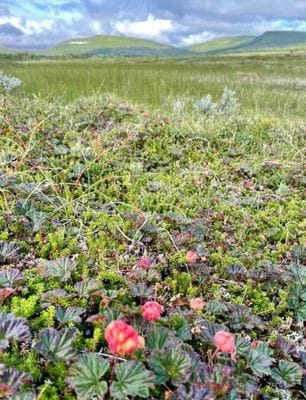 Timrad stuga i skog- och fjällmiljö - Bild 14