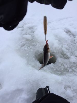 Mysigt fjällhus i Jämtland - Bild 26