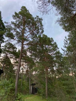 Stuga i tallskog mitt på Gotland - Bild 11