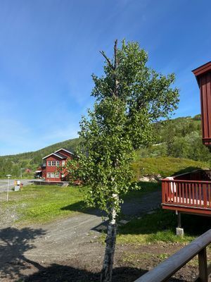 Mysigt boende i Storlien - Bild 18